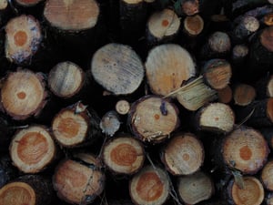 Measuring and Eliminating Moisture Content in Fresh Lumber